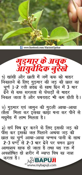 Health Tips in Hindi 89 Gudmar Ke Ayurvedik Nuskhe - Health Tips in Hindi